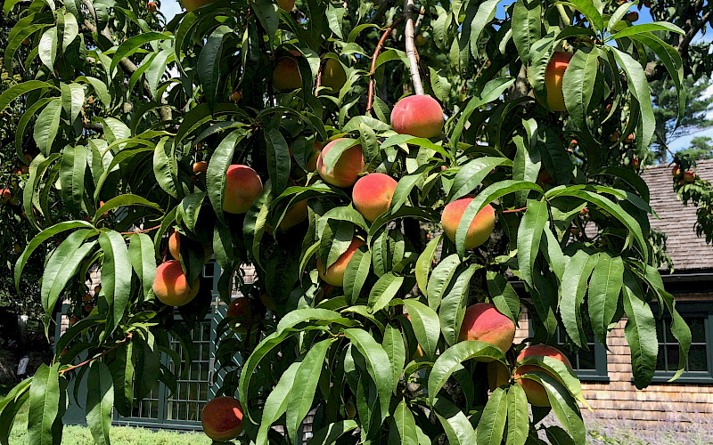 TREE/PLANT HEALTH CARE