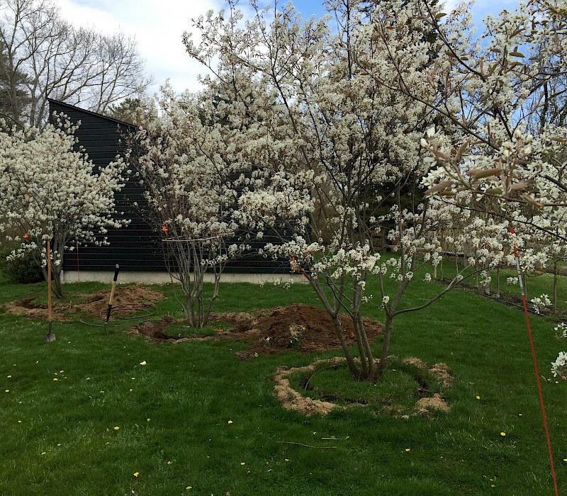 Serviceberry