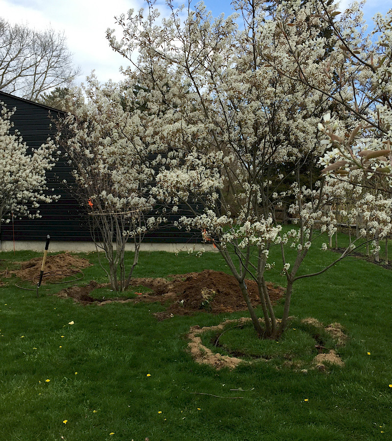 Serviceberry