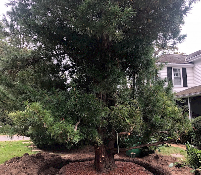 Umbrella Pine