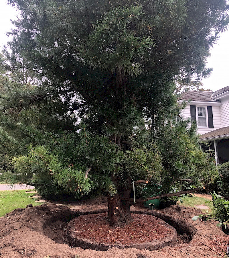 Umbrella Pine