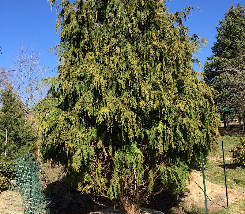 Weeping Alaskan Cedar