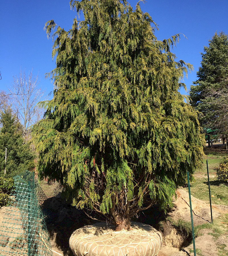 Weeping Alaskan Cedar