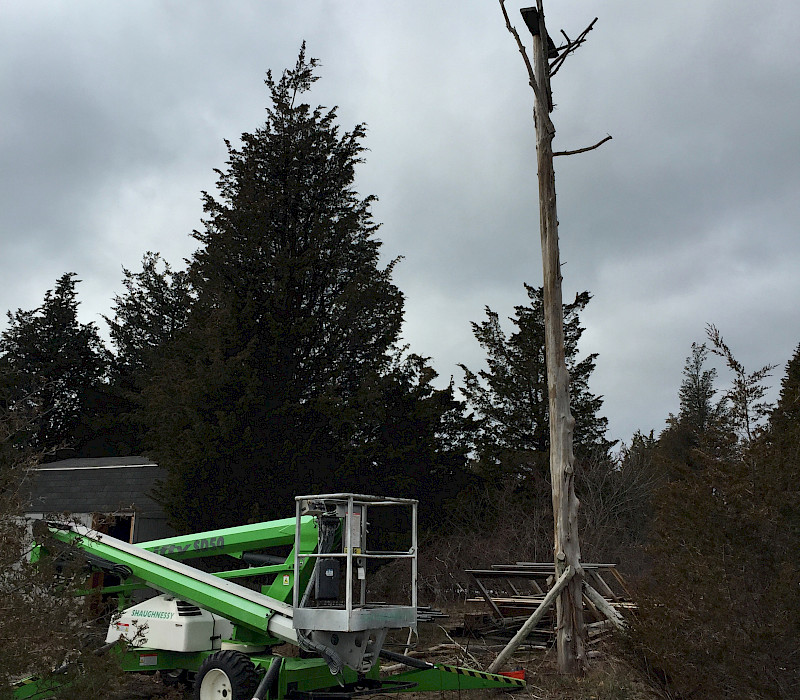 Osprey Nest Relocation