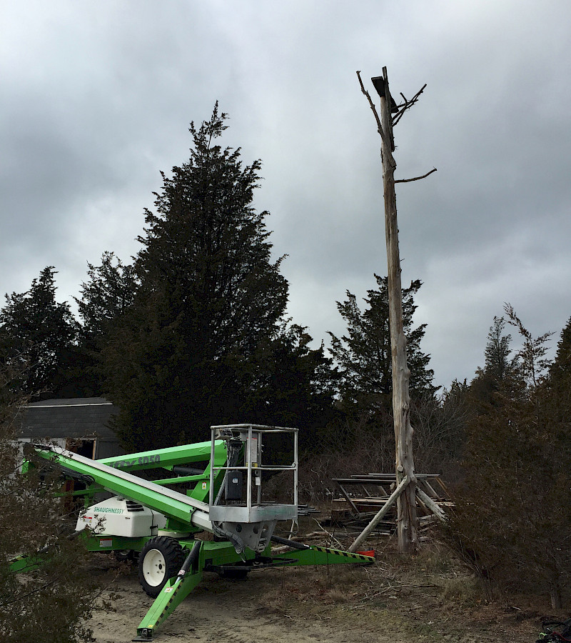 Osprey Nest Relocation
