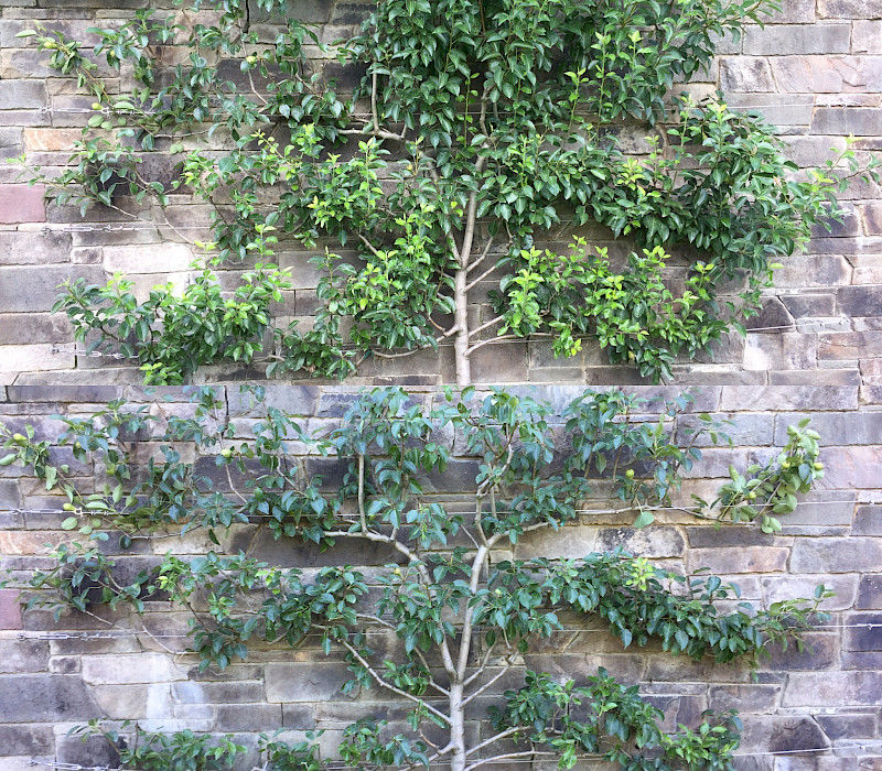 Skilled Pruning