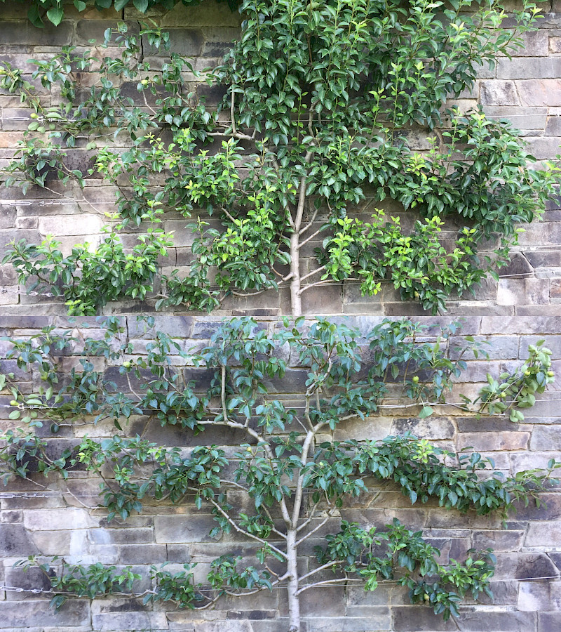 Skilled Pruning