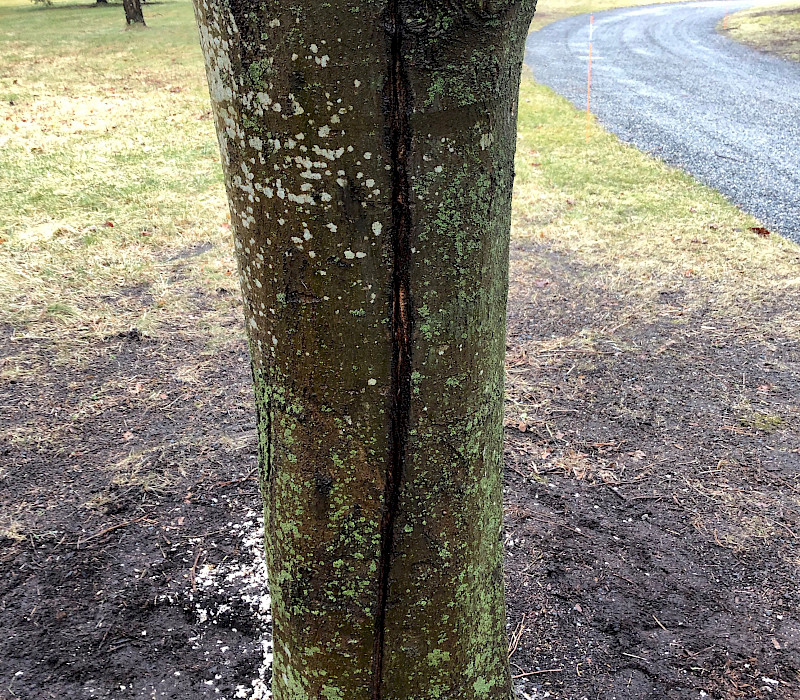 Tree Bracing