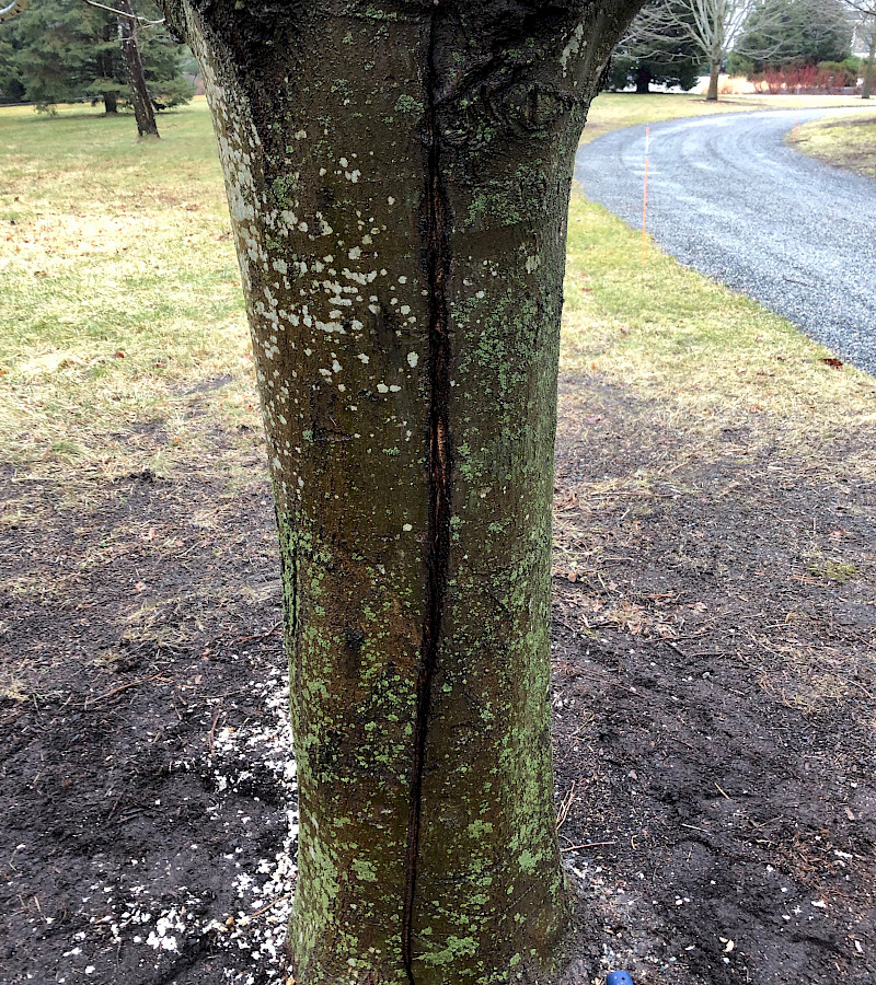 Tree Bracing