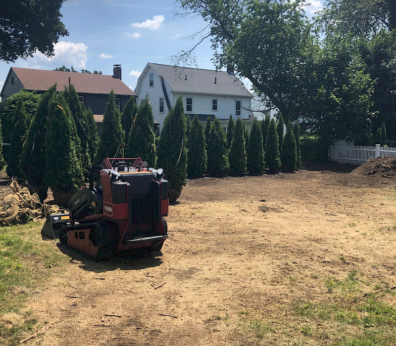 Arborvitae/Sod Lawn Installation