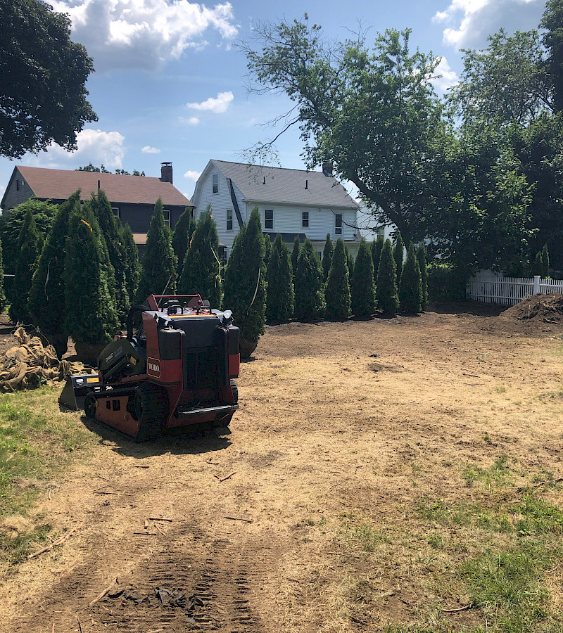 Arborvitae/Sod Lawn Installation