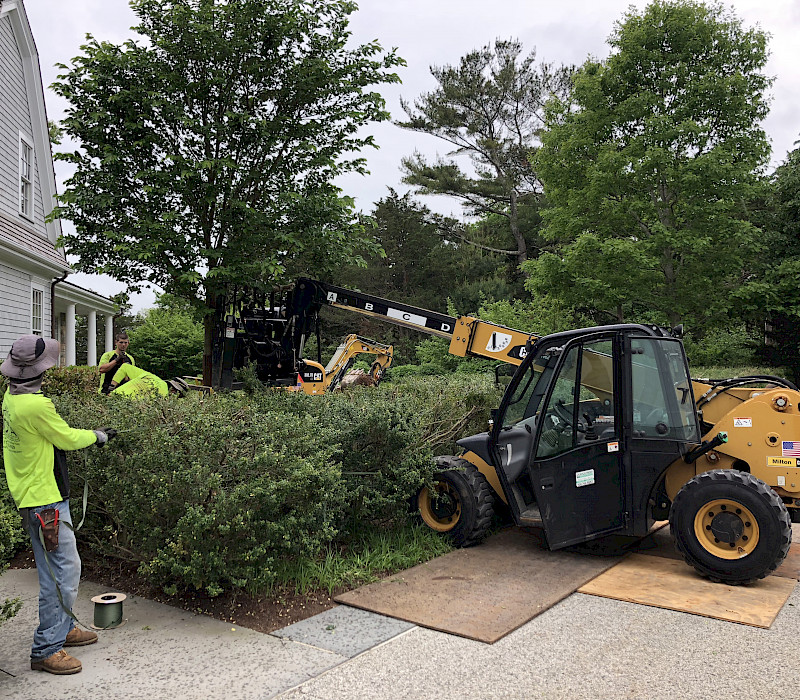 Cherry Tree Installation