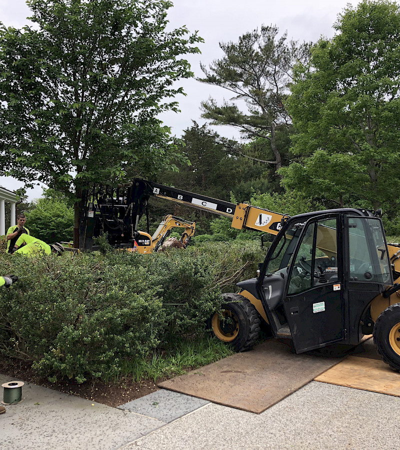 Cherry Tree Installation