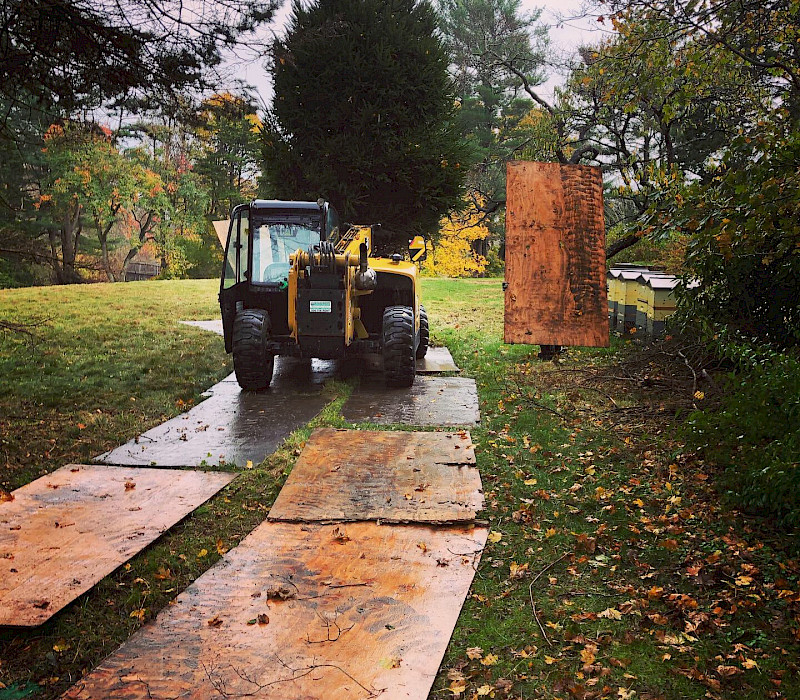 Specimen Tree Installations