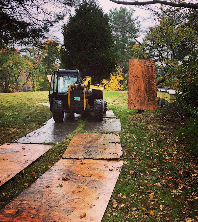 Specimen Tree Installations