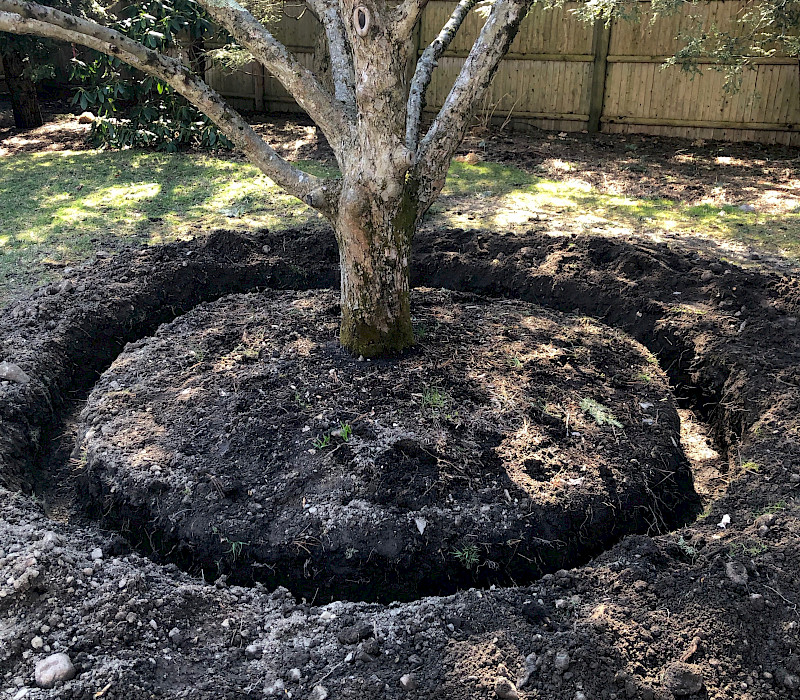 Crabapple Transplant