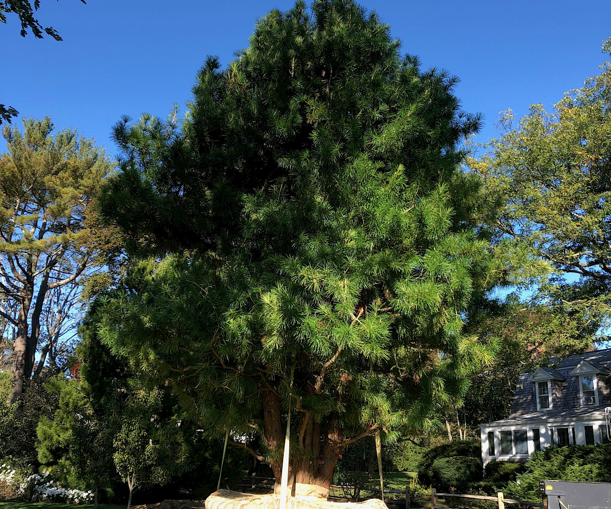 Umbrella Pine VISTA HORTICULTURAL SERVICES LLC Umbrella Pine VISTA HORTICULTURAL SERVICES LLC